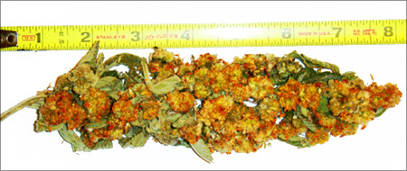 Click Here for LEGAL Hawiian Gold BUDS! 100% Legal Herbal Smokes Shipping WORLDWIDE legal herbal buds from. www.herbal-smoke-shop.com