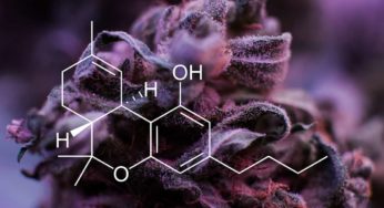 Sativa vs Indica: Ultimate Guide to Marijuana Strains