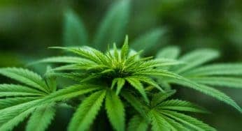 Social Impacts of Legal Cannabis in California