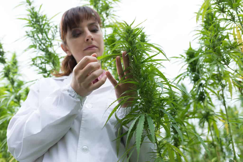 Female scientist in a hemp field checking plants and flowers, alternative herbal medicine concept