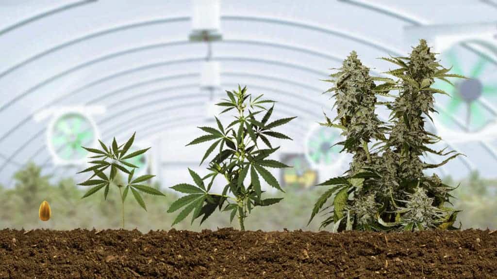 Autoflower Grow Guide: How to grow Big Buds at Home
