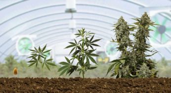 Autoflowering Grow Guide: How to Grow Big Buds at Home