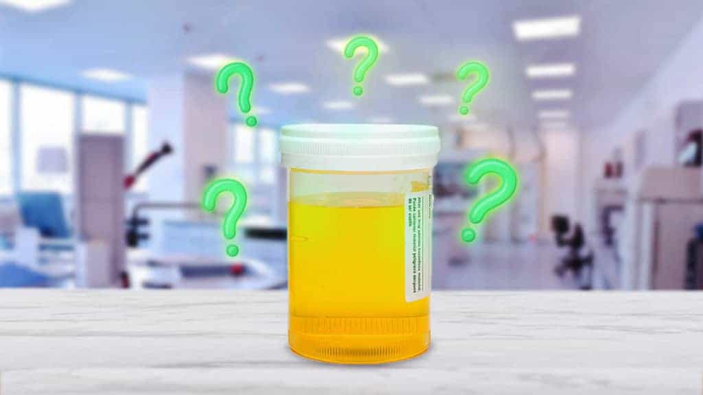 Does Synthetic Urine Work for Drug Tests