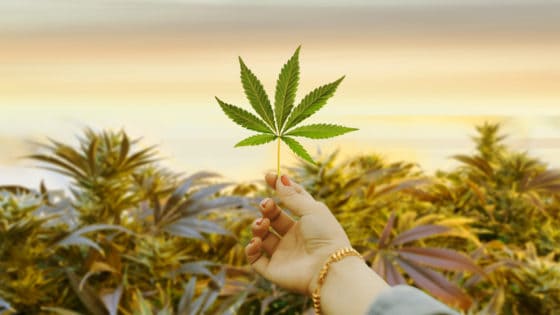 Guide to Weed: Effects, Measurements, Prices