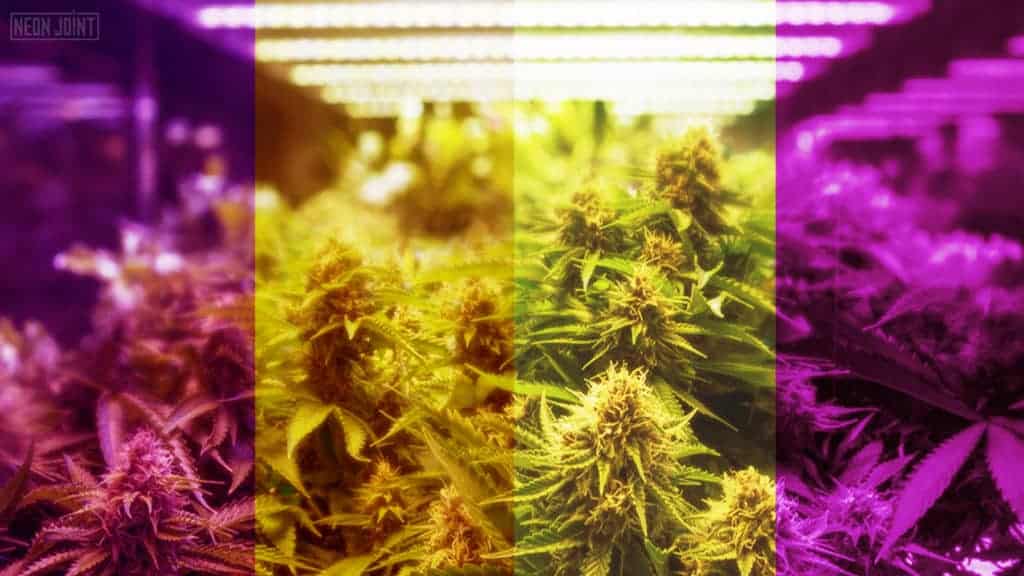 How to Choose your Perfect Indoor Grow Light