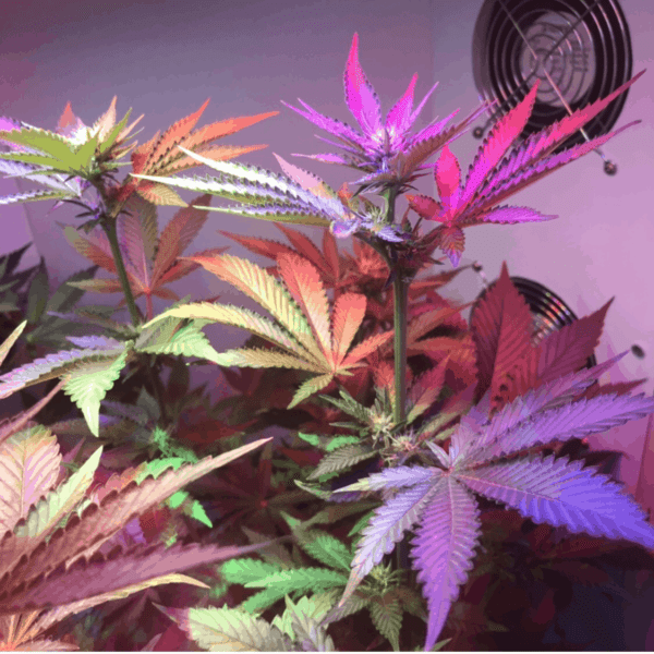 Autoflowering Grow Guide: How To Grow Big Buds At Home