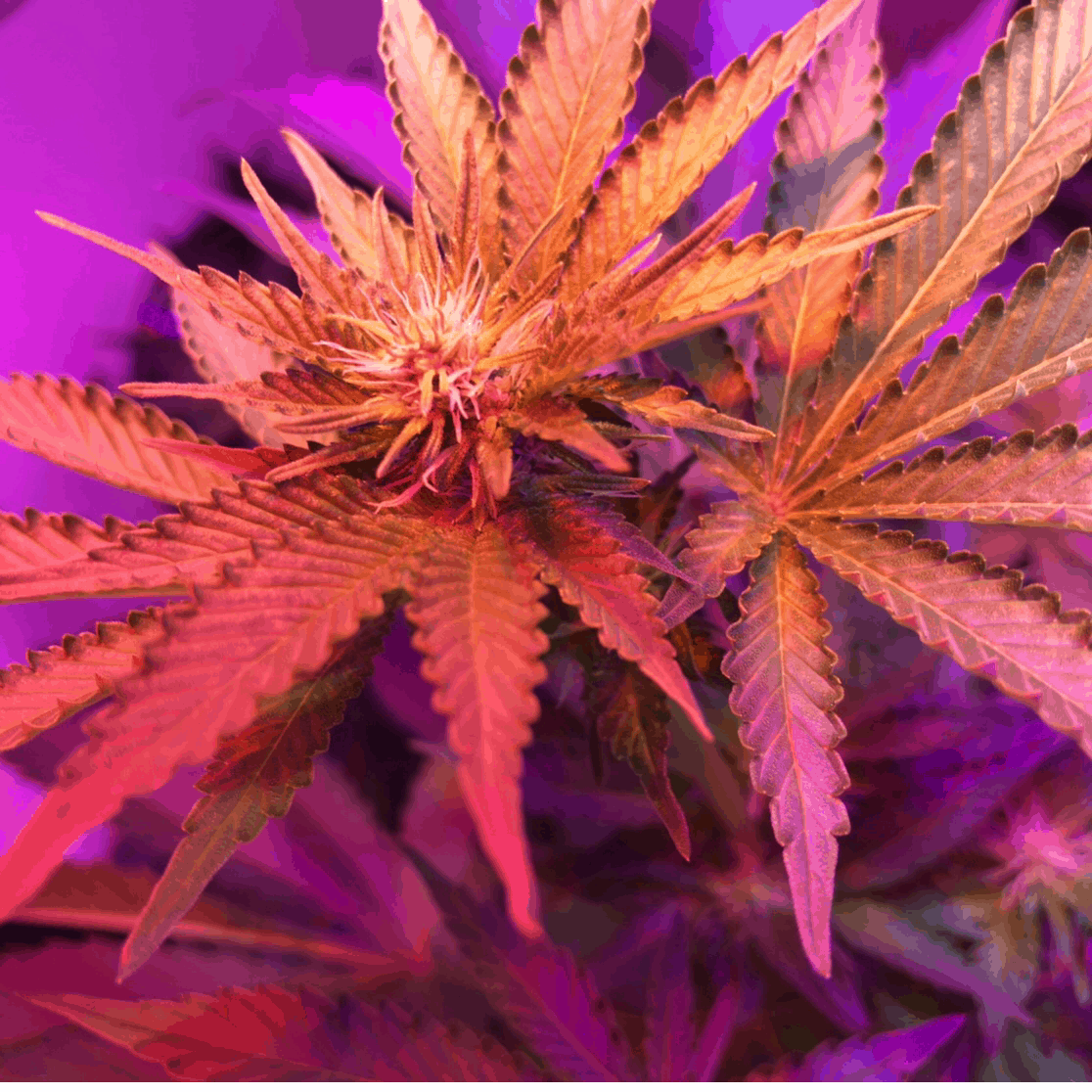 Autoflowering Grow Guide: How To Grow Big Buds At Home