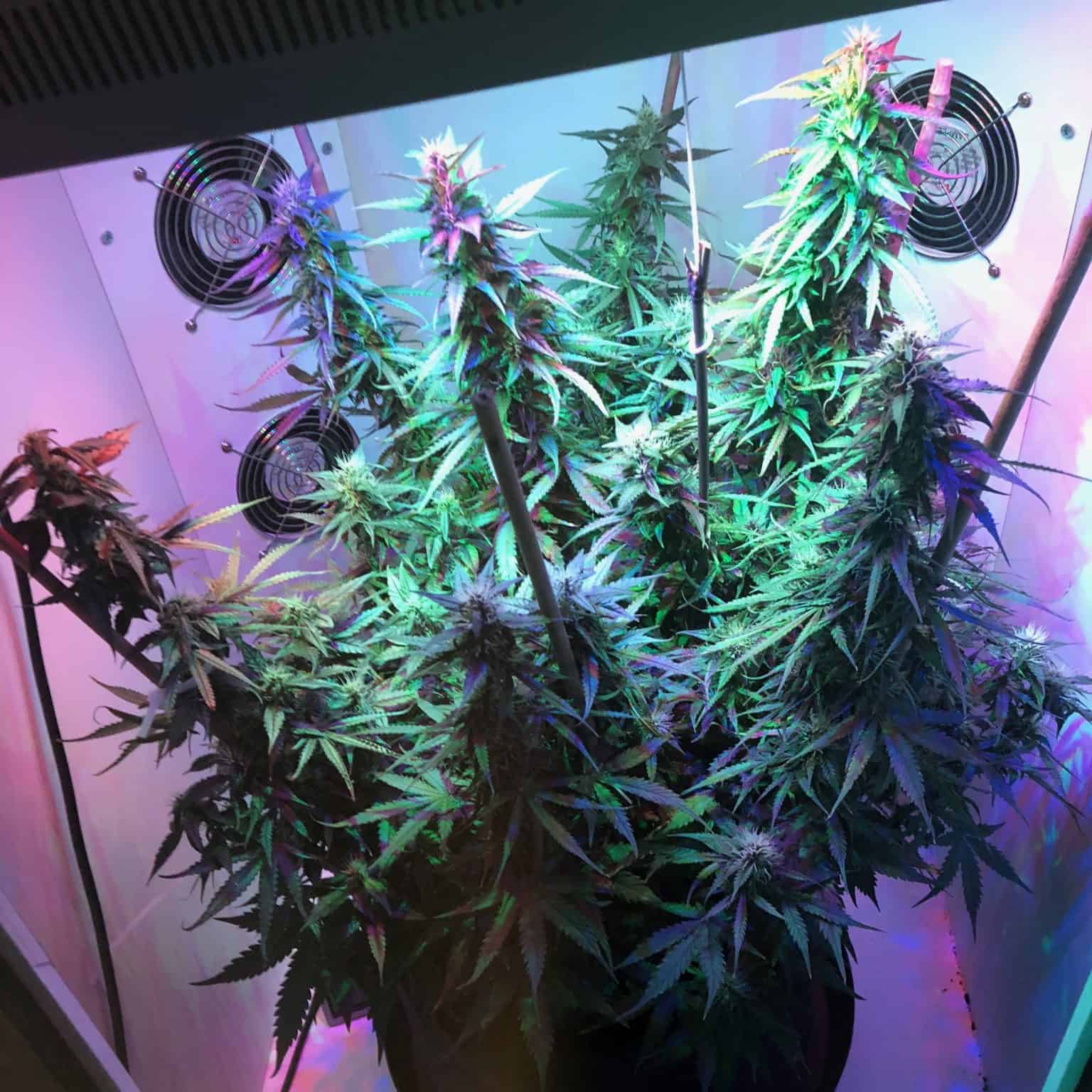 Autoflowering Grow Guide: How To Grow Big Buds At Home