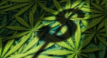 Taxing Cannabis Profits: A Paradoxical Industry Exclusion