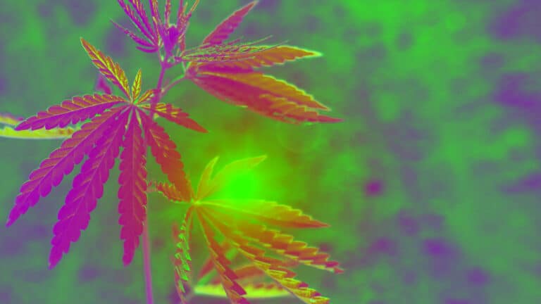 THC-O guide
