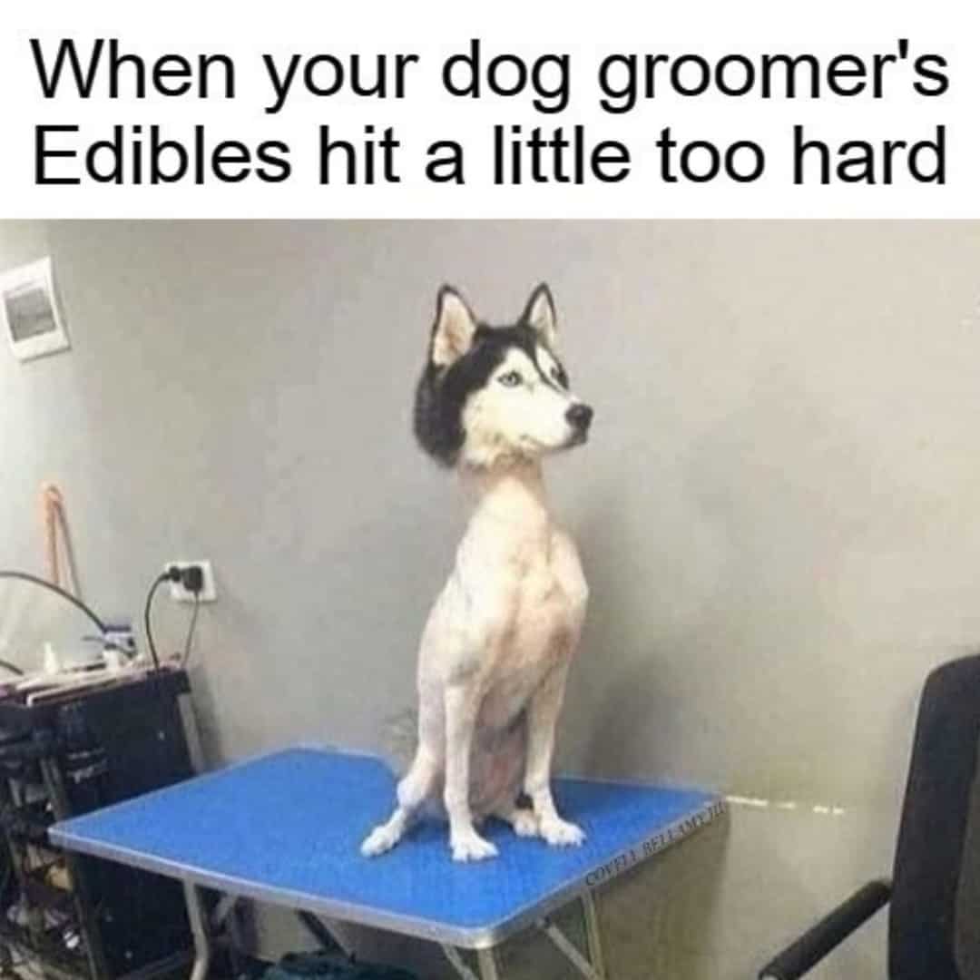 30 best edibles memes neonjoint
