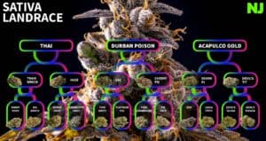 Cannabis Landrace Strains & Their Families · Neonjoint