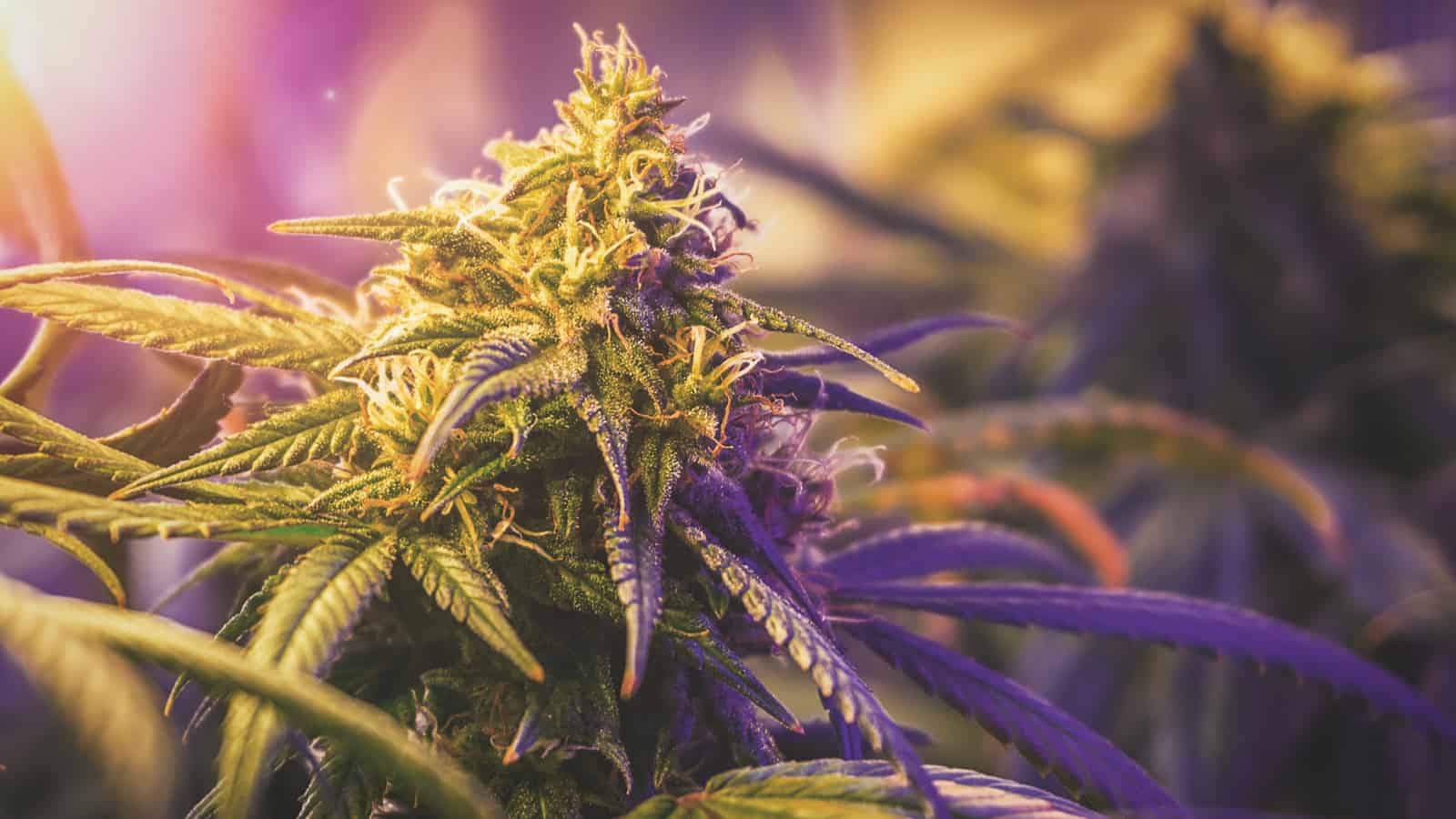 The Science Behind Cannabis Strains Is there Really a Difference