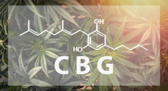 The Ultimate Guide to CBG: Benefits, Side Effects & Uses