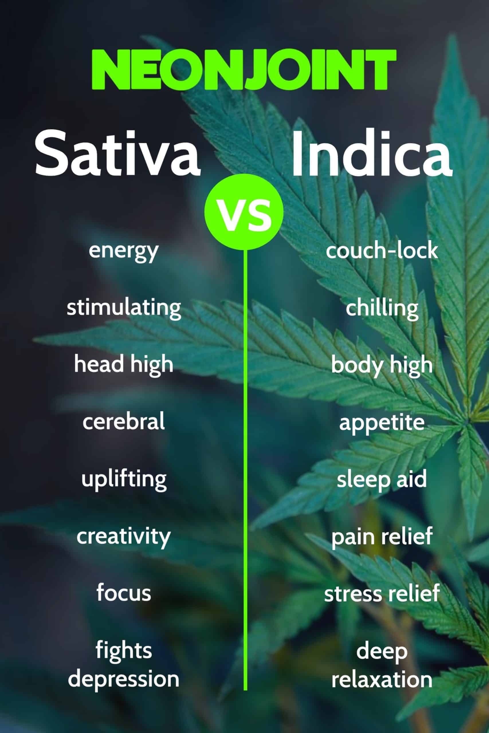 Conquer Your Day With Sativa: The Ultimate Guide