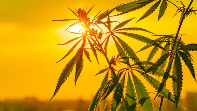 sungrown cannabis