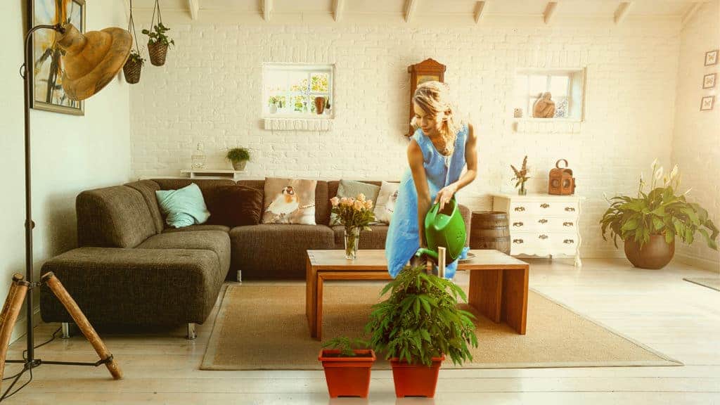 Top 10 Reasons to Start Growing Marijuana at Home