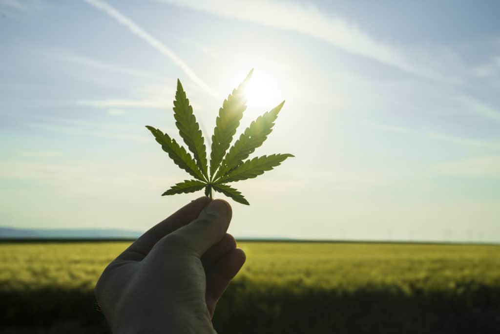 hand holding a cannabis leaf